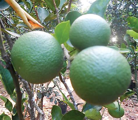 Perante: An orange you’d love to eat and grow.